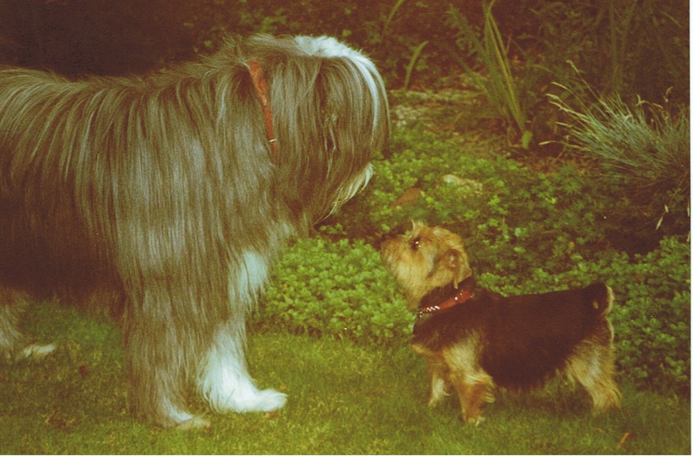 hundefreundschaften