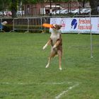 Hundefrisbee ist auch Sport!!