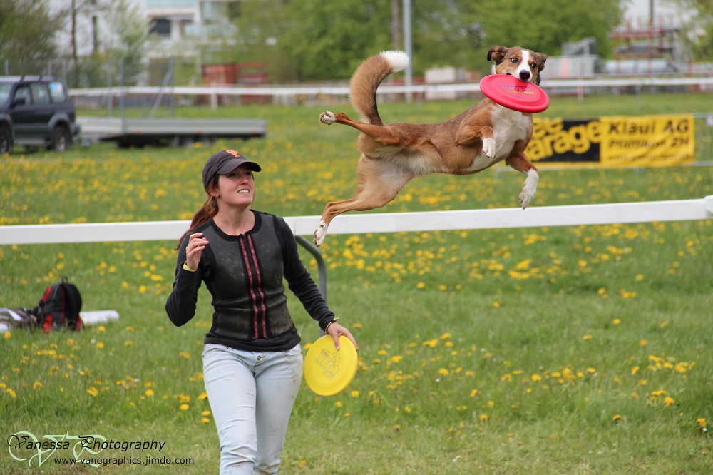 Hundefrisbee leicht gemacht