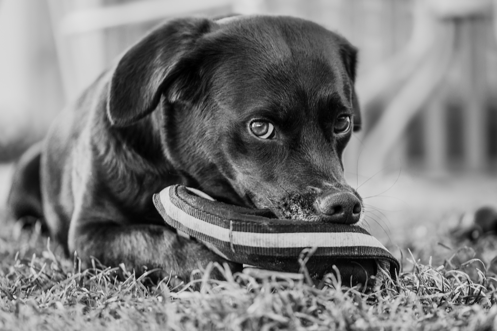 Hundefrisbee mal anders