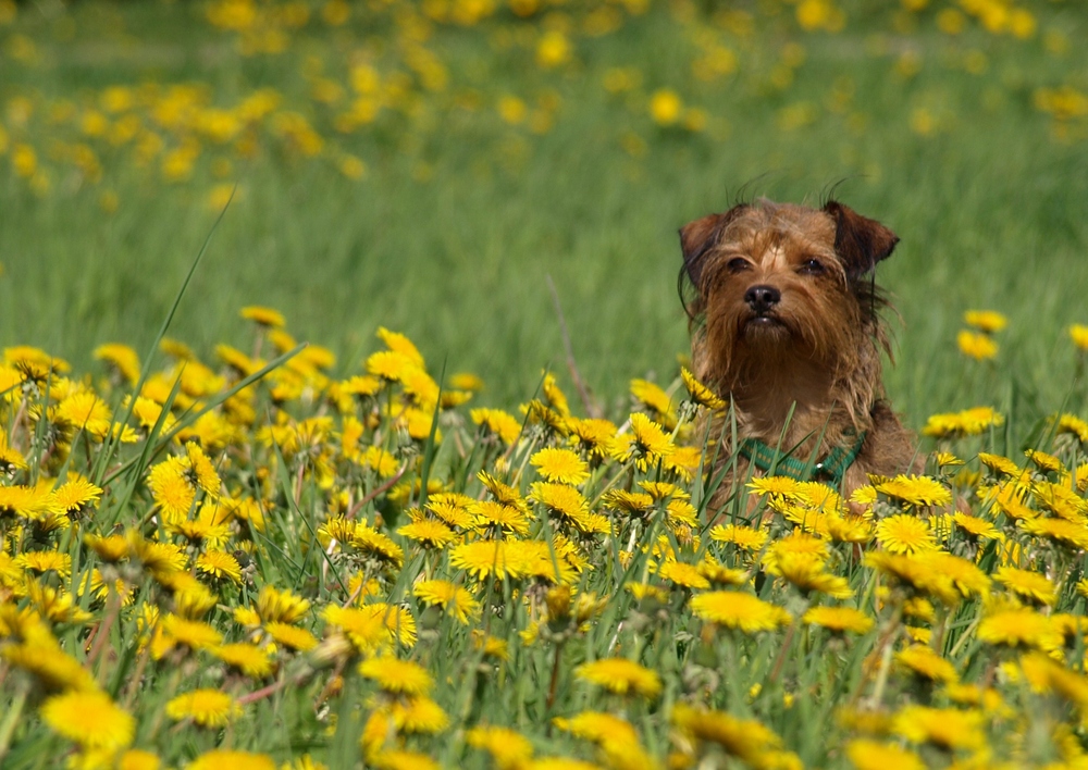 Hundefrühling