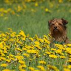 Hundefrühling