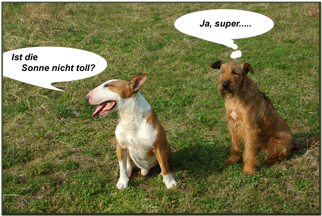 Hundegedanken (5)