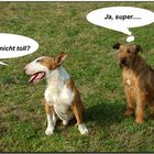 Hundegedanken (5)