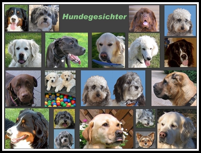 Hundegesichter Foto & Bild | tiere, haustiere, hunde Bilder auf