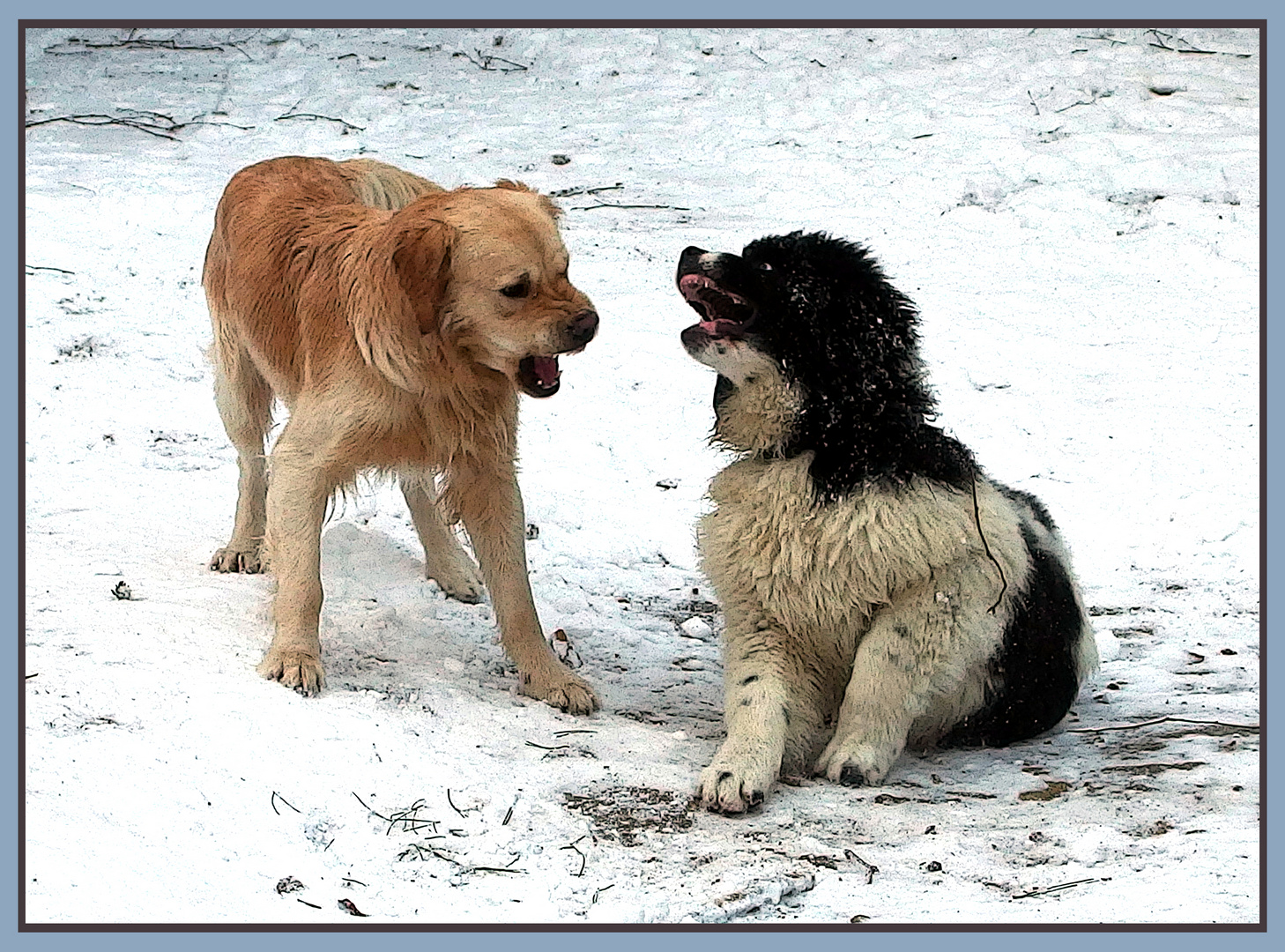 Hundegespräch