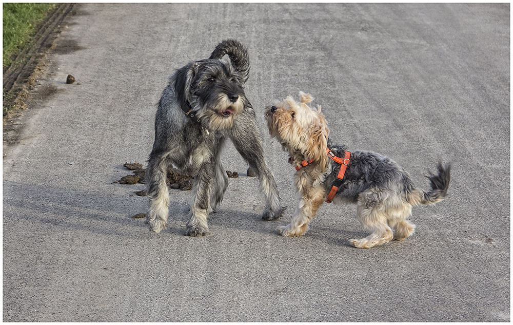 Hundegespräch: