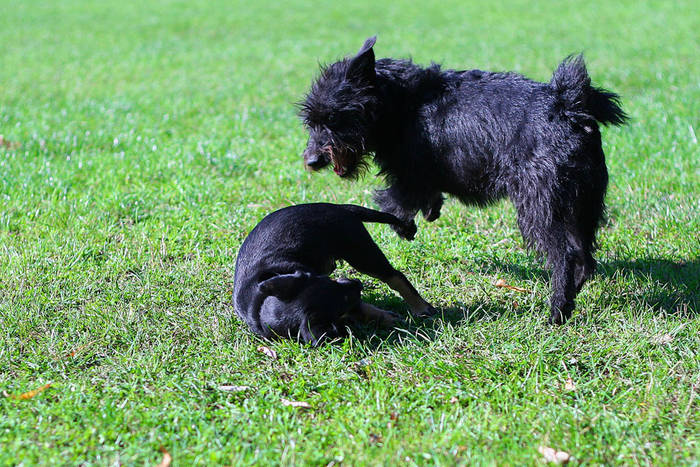 Hundegewühl die 2.