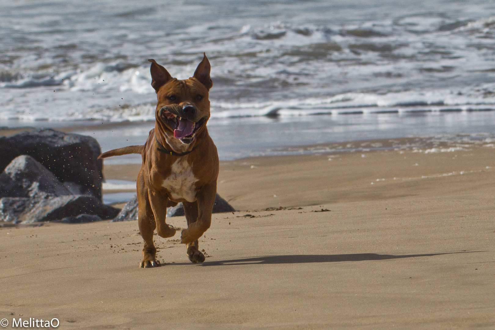 Hundeglück am Meer