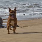 Hundeglück am Meer