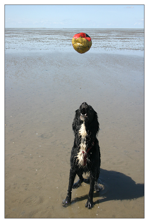 Hundeglück am Wattenmeer (I)