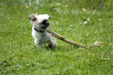 Hundeglück auf Wiesenstück