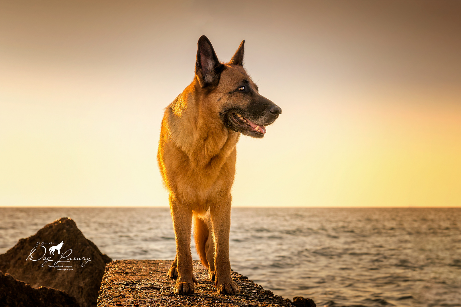 Hundeglück bei Sonnenuntergang