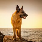 Hundeglück bei Sonnenuntergang