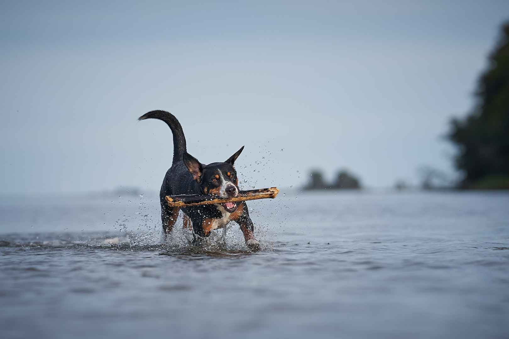 Hundeglück im Spätsommer