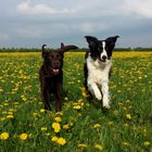 Hundeglück - Streifzug durch die Natur