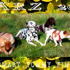 Hundegruppe am Rhein / Tommy , Emma , Kim , Mona & Smart