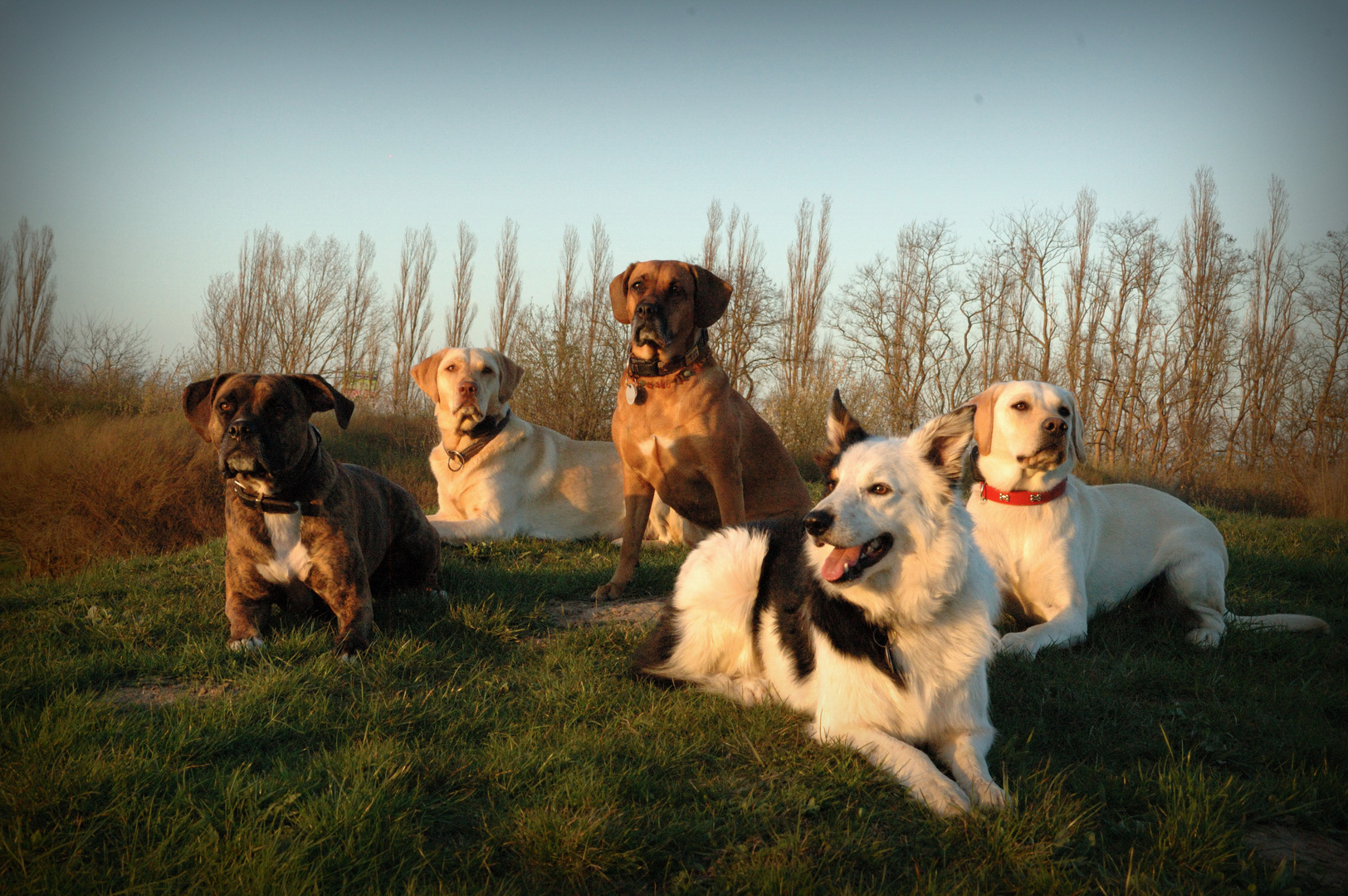 Hundegruppe