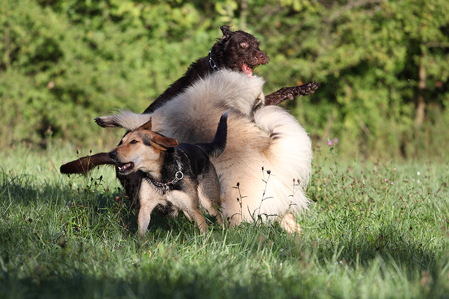 Hundehaufen