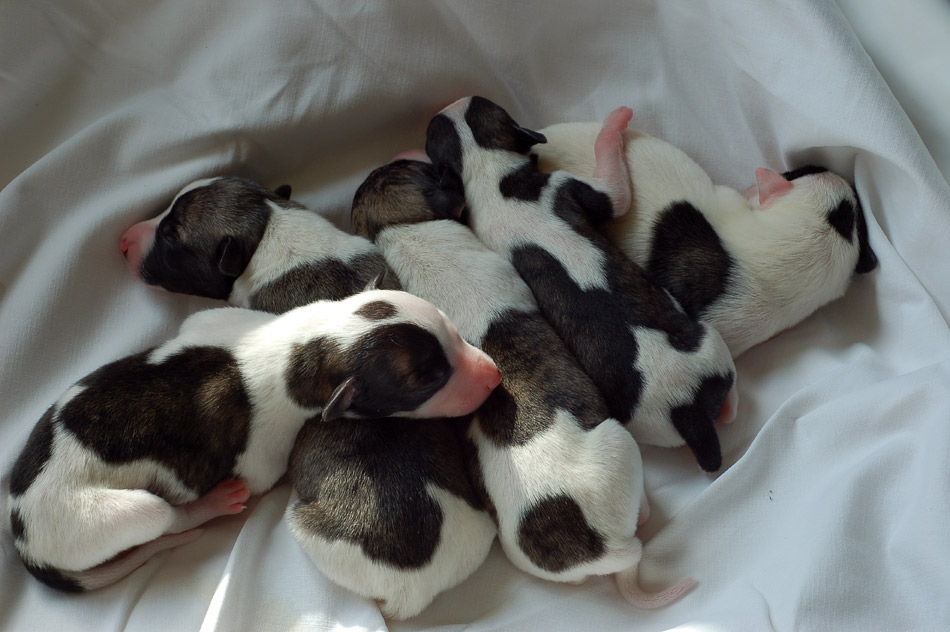 " Hundehaufen im positiven Sinn"