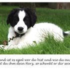 Hundeherz