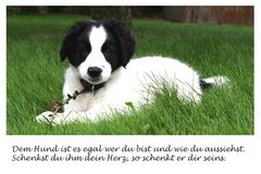 Hundeherz