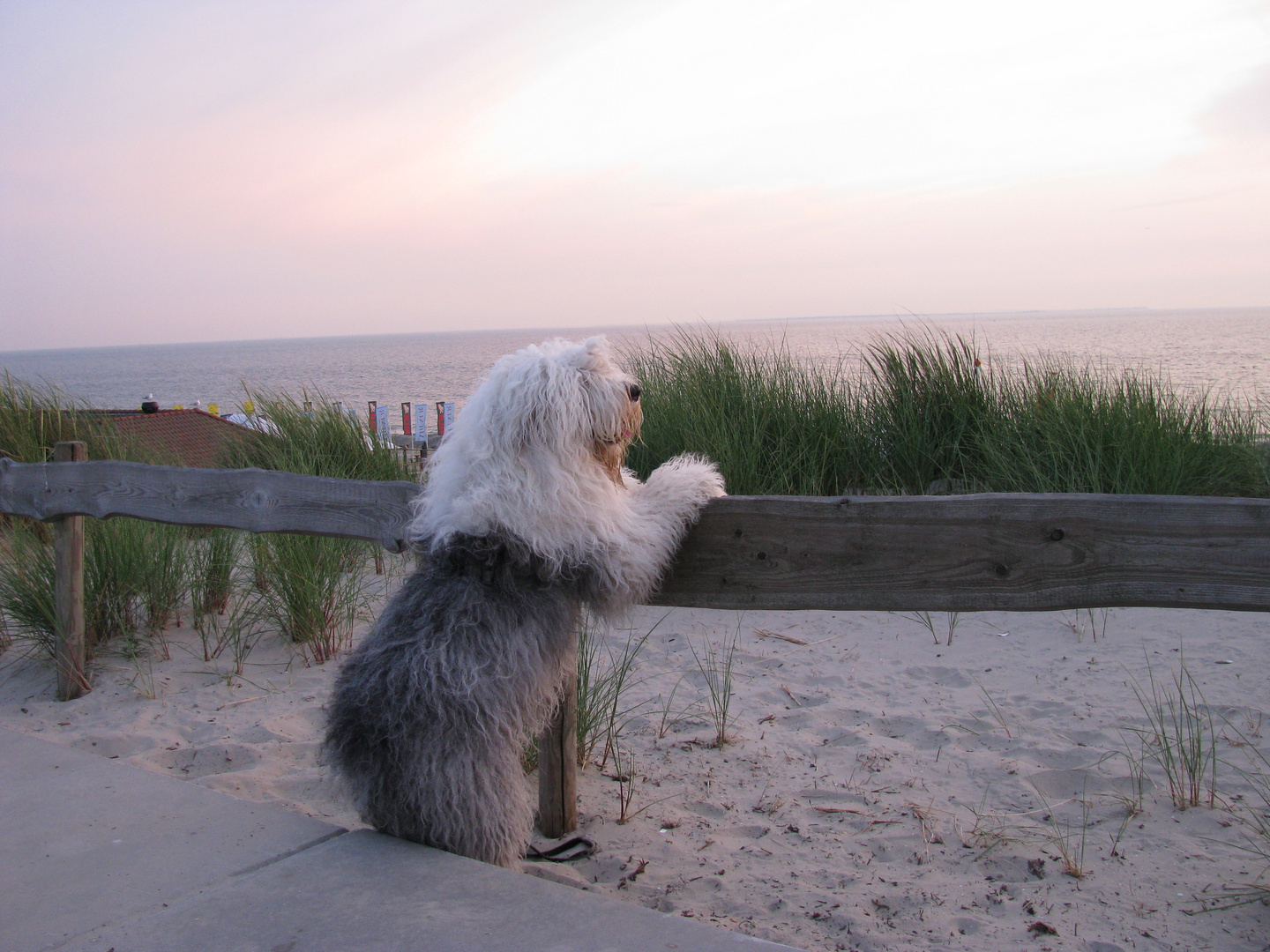 Hundehimmel kann nicht schöner sein