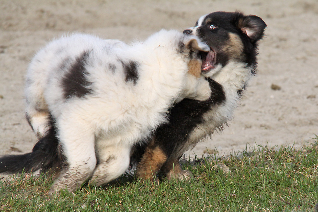 "Hundekampf"