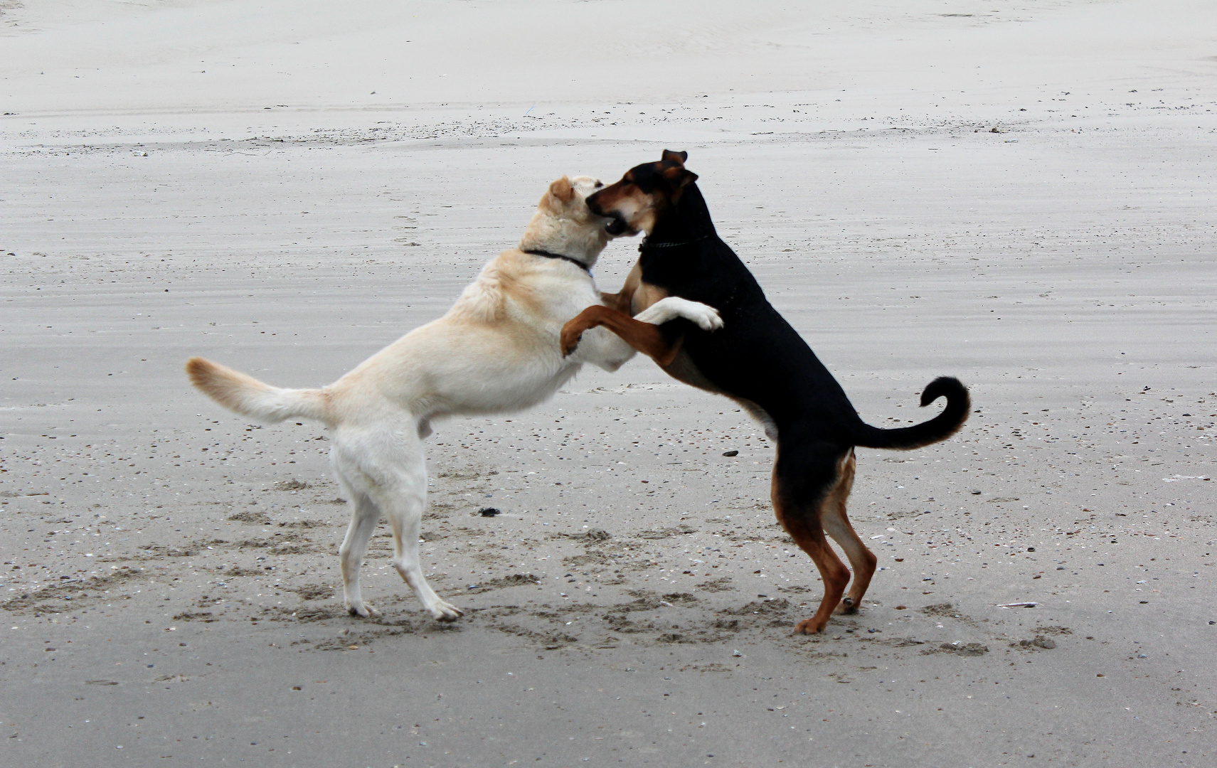 Hundekampf oder -tanz ?