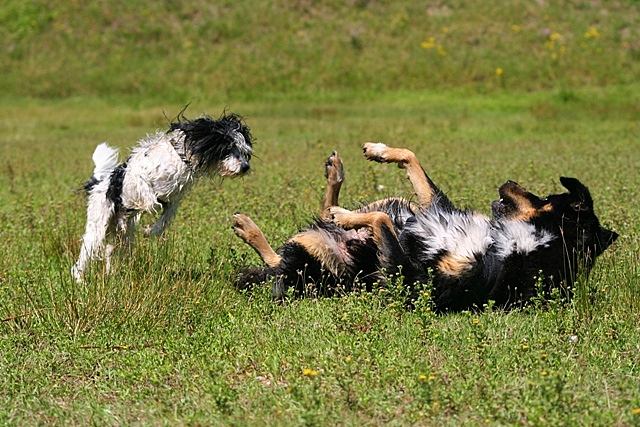 Hundekarate