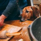 Hundekekse backen mit Luca und ihrer Menschen Oma