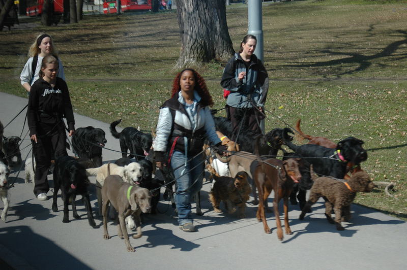 Hundekindergarten