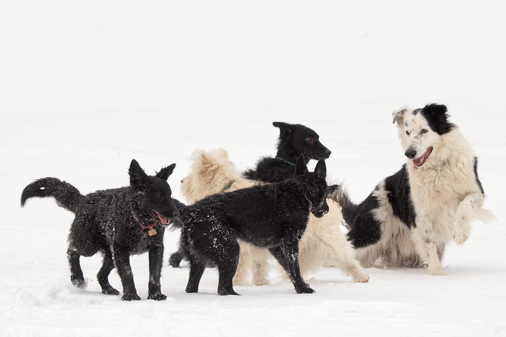 hundeknäuel entwirrt