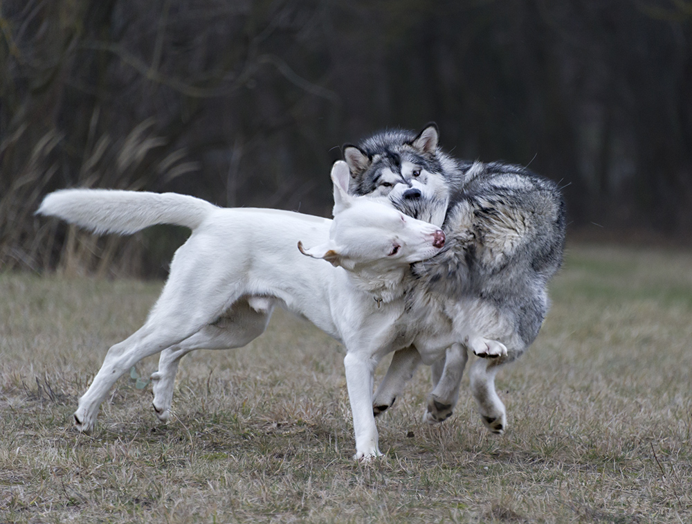 Hundekuddelmuddel ...