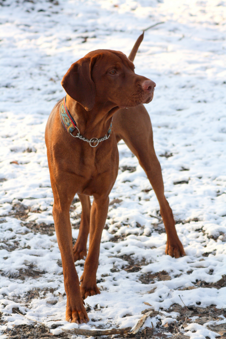 Hundekumpel Pino...