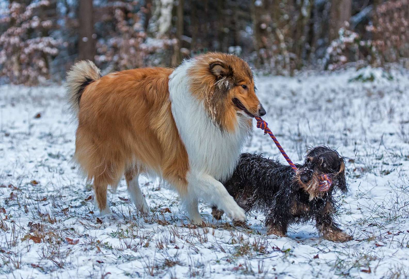 Hundekumpels