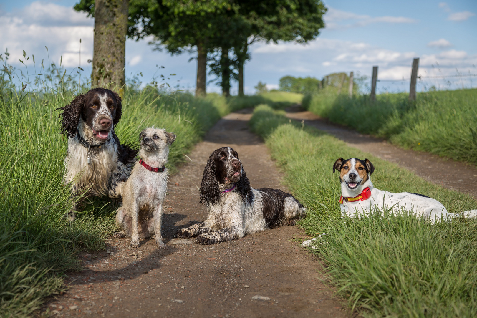 Hundekumpels und Kumpelinen