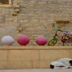 Hundeleben 1 in Jaisalmer,