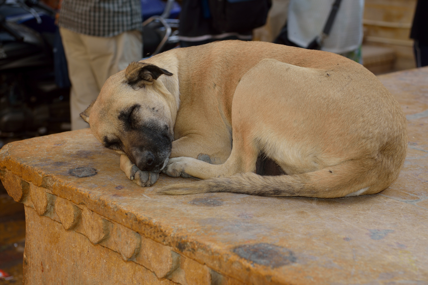 Hundeleben 2 in Jaisalmer,