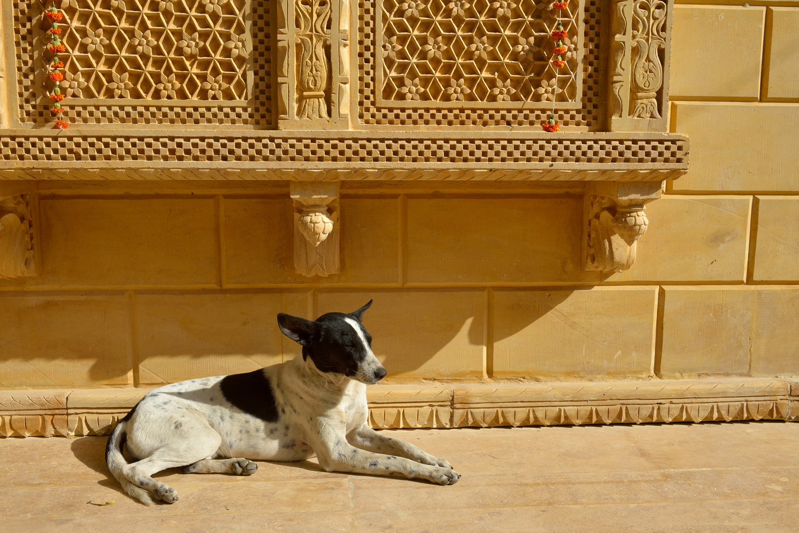 Hundeleben 3 in Jaisalmer,