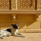 Hundeleben 3 in Jaisalmer,