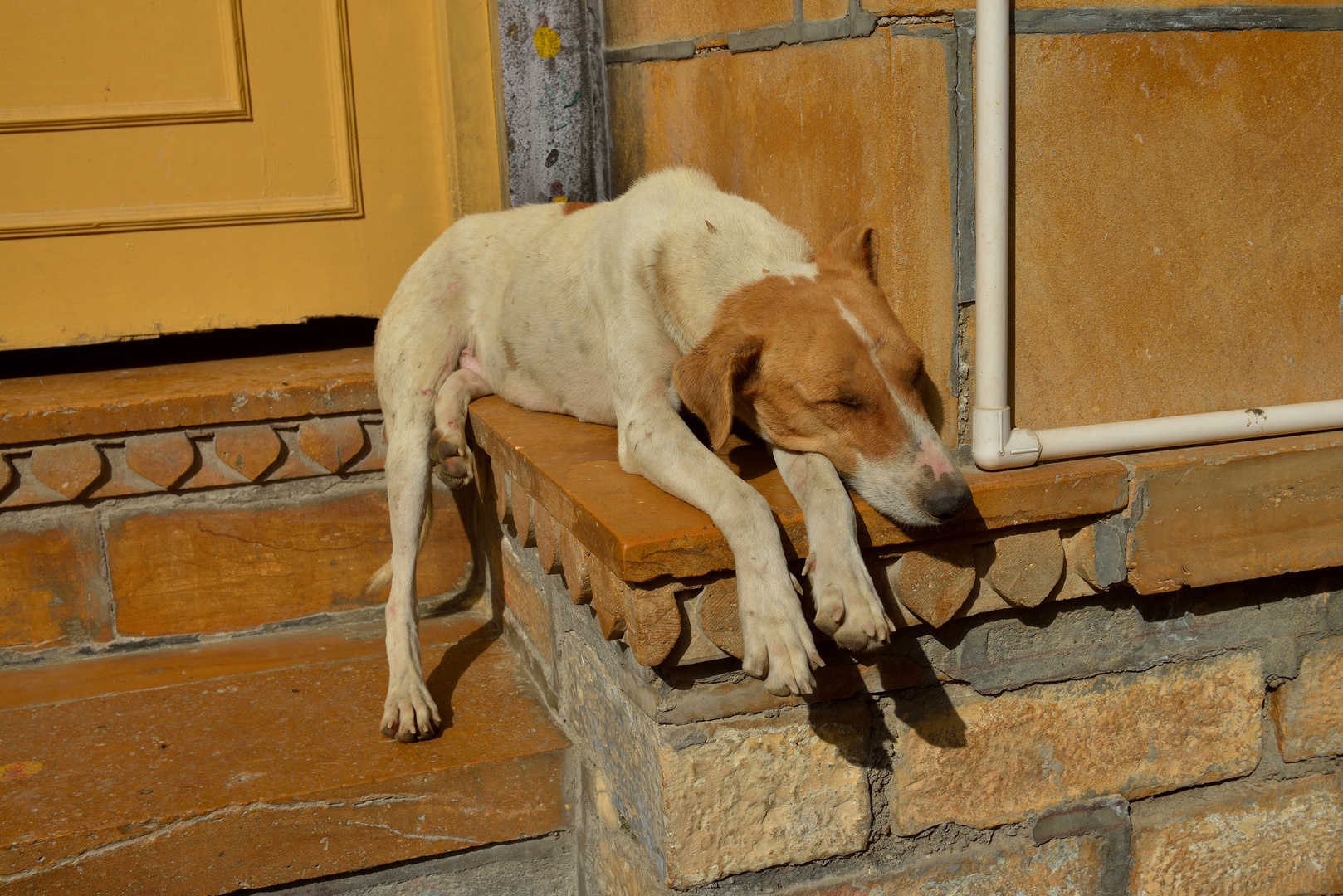 Hundeleben 5 in Jaisalmer,