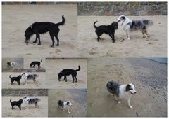 hundeleben am elbstrand