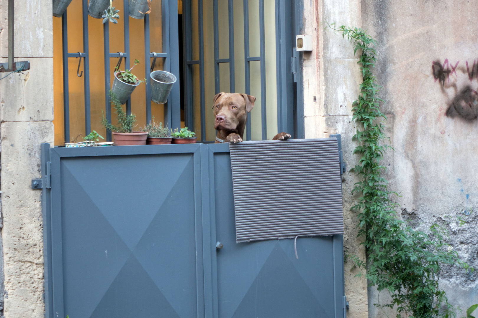 Hundeleben in Catania