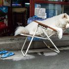Hundeleben in China