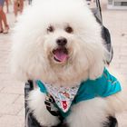 Hundeleben in Miami