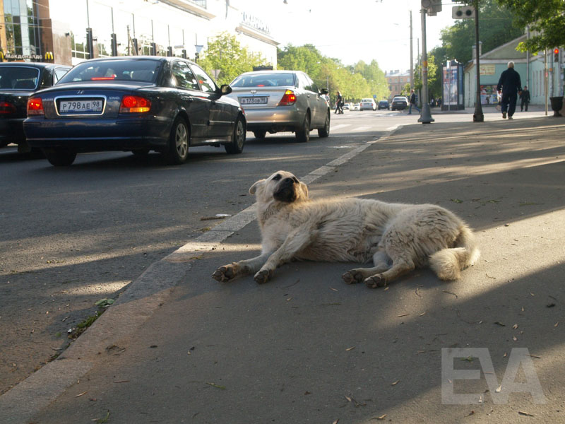 Hundeleben: Obdachlose Tiere haben in Russland ein schweres Los