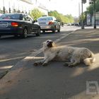 Hundeleben: Obdachlose Tiere haben in Russland ein schweres Los