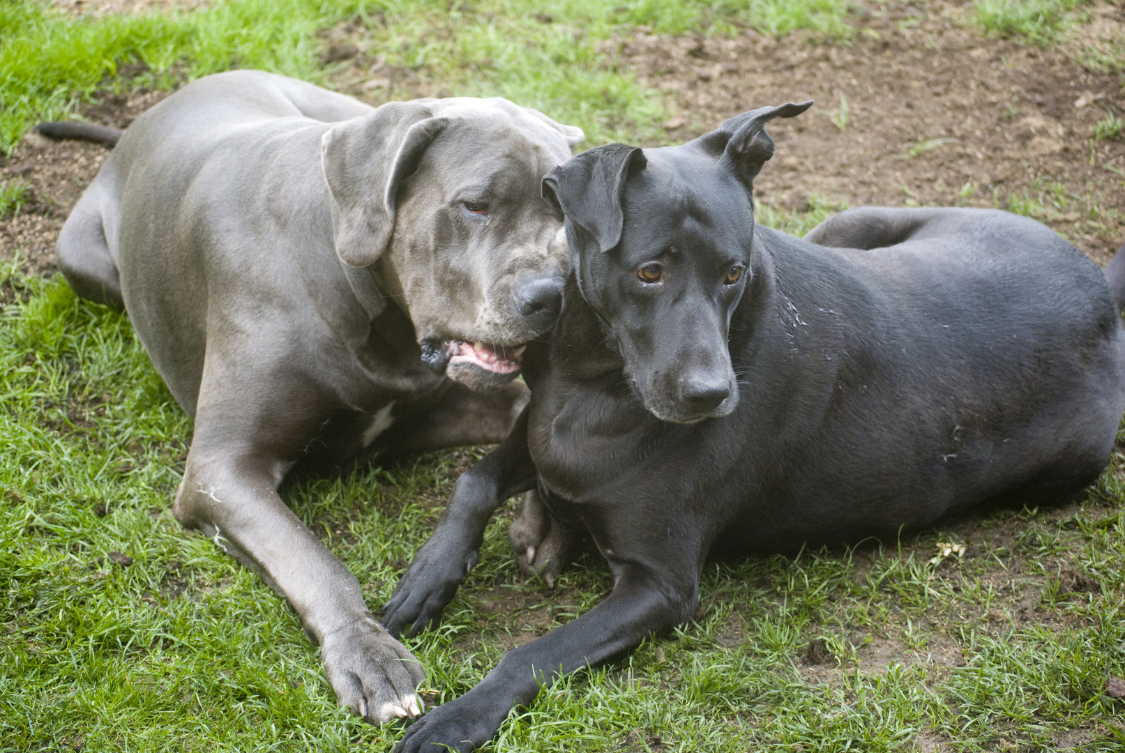 Hundeliebe Foto Bild Tiere Haustiere Hunde Bilder Auf Fotocommunity