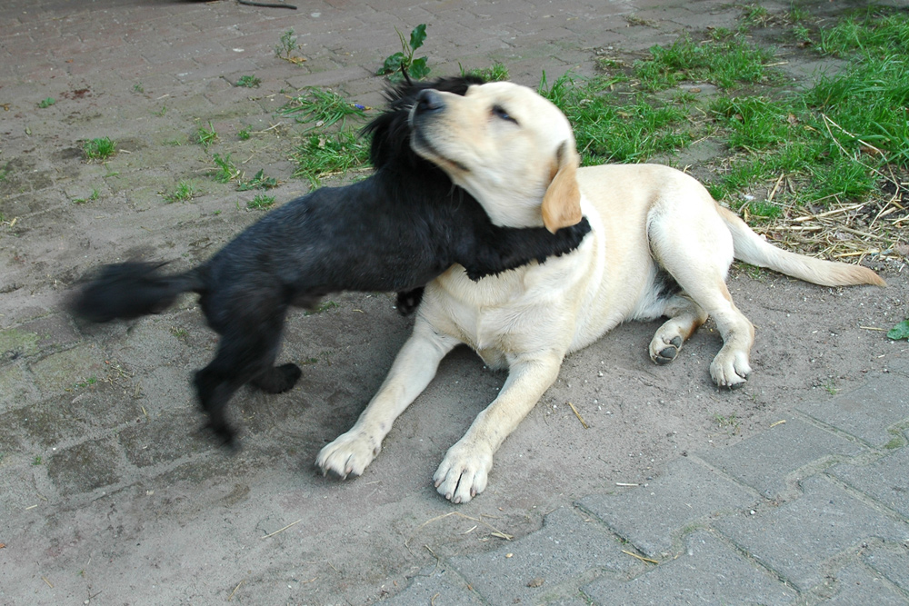 Hundeliebe Foto Bild Tiere Haustiere Hunde Bilder Auf Fotocommunity